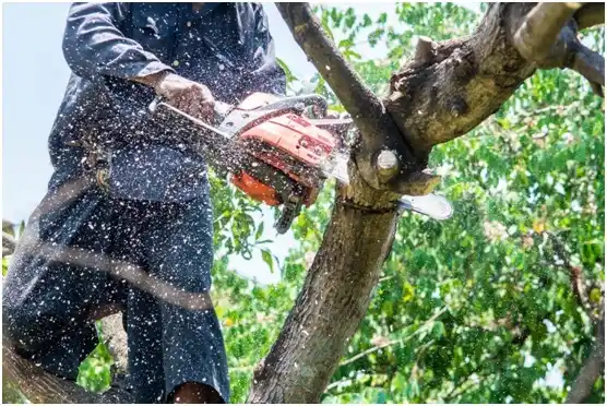 tree services Mequon